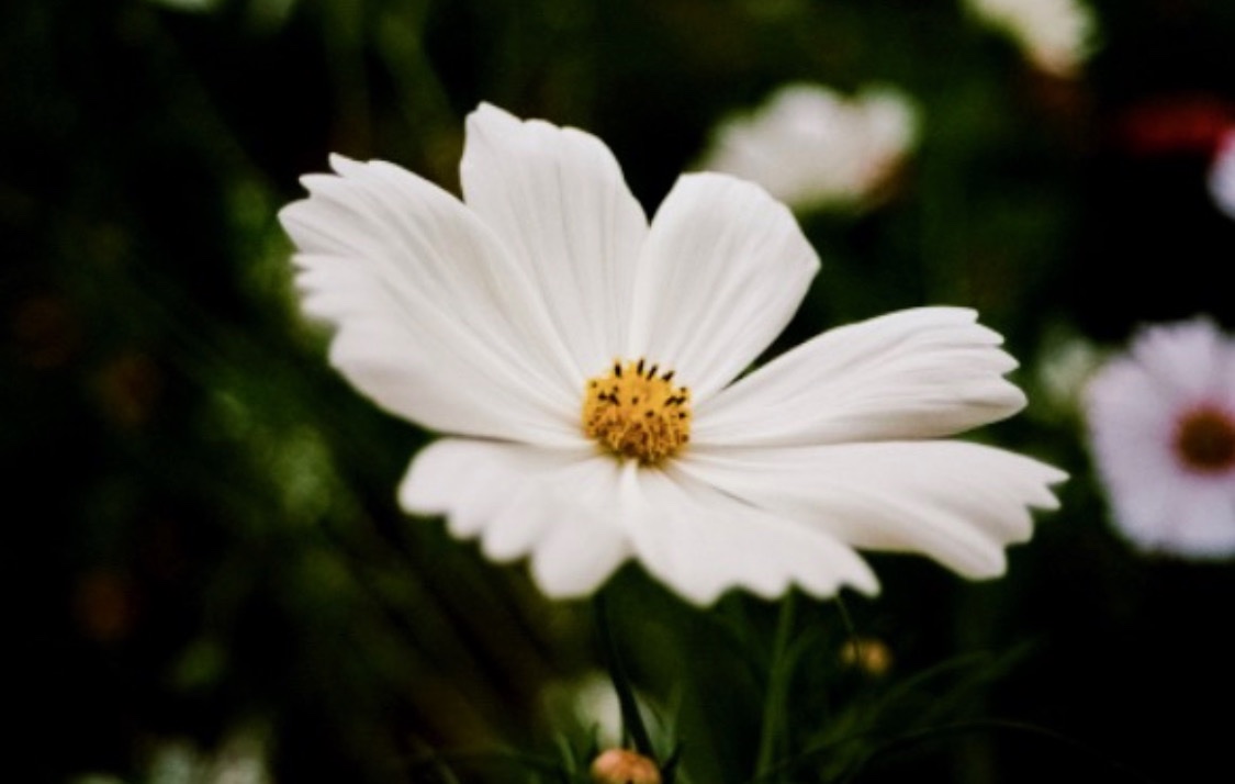 A single white cosmos flower with a yellow centre, close up