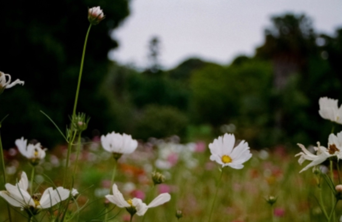 White cosmos in a meadow below dark gum trees, shot on film